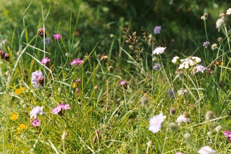 Printemps